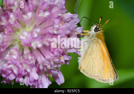 Thymelicus lineola l'Hespérie,,, sur le trèfle rouge Trifolium pratense Banque D'Images
