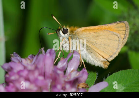 Thymelicus lineola l'Hespérie,,, sur le trèfle rouge Trifolium pratense Banque D'Images