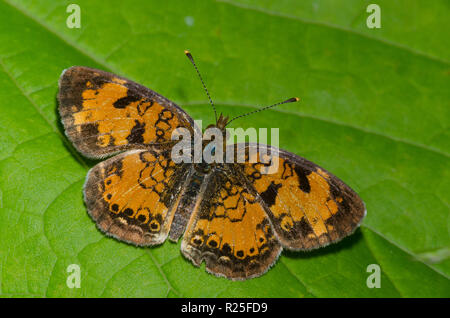 Le nord du Croissant-Rouge, Phyciodes cocyta Banque D'Images