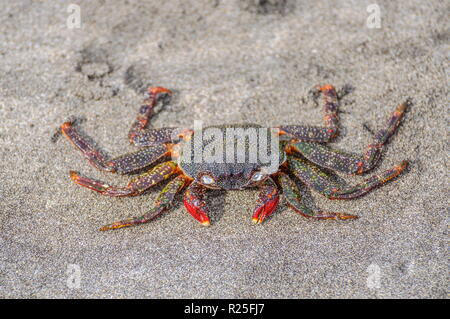 Assis sur le sable crabe sur la plage Banque D'Images