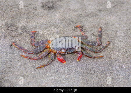 Assis sur le sable crabe sur la plage Banque D'Images