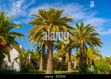 Date palms avec un bleu ciel clair à Hammamet en Tunisie. Banque D'Images