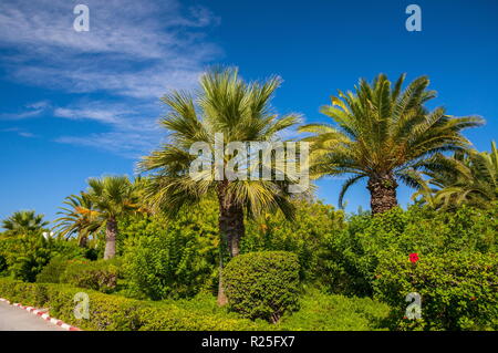 Date palms avec un bleu ciel clair à Hammamet en Tunisie. Banque D'Images