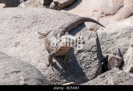 Close-up of Gran Canaria, Gallotia stehlini lézard géant. C'est endémique à Gran Canaria, dans les îles Canaries, Espagne. Photo prise à Maspalomas Banque D'Images