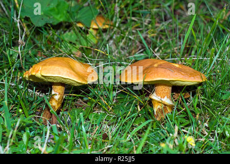 Champignons Boletus elegans (Suillus grevillei), Val Sarentino, Bolzano, Trentin-Haut-Adige, Italie Banque D'Images