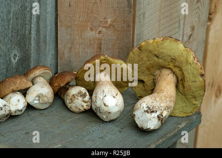 Penny bun ou cèpes (Boletus edulis), Val Sarentino, Bolzano, Trentin-Haut-Adige, Italie Banque D'Images