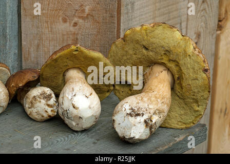 Penny bun ou cèpes (Boletus edulis), Val Sarentino, Bolzano, Trentin-Haut-Adige, Italie Banque D'Images