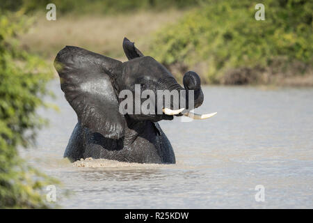 L'éléphant africain (Loxodonta africana), Savuti, Botswana, Africa Banque D'Images