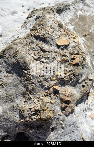 Le fossile de coquilles pétrifiées geopharm de Saint-nicolas en Grèce Banque D'Images