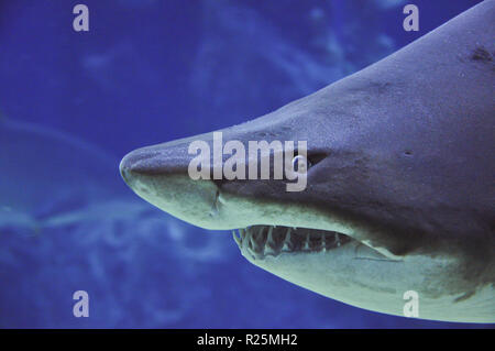 Sand tiger shark (Carcharias taurus) underwater portrait - gros plan Banque D'Images