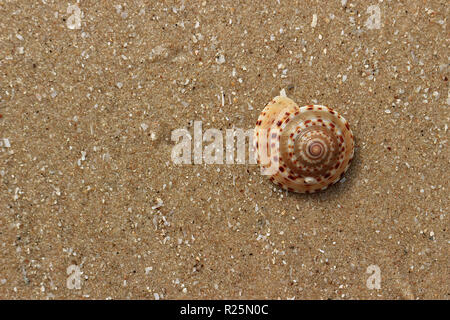 Un cadran solaire en coquillage magnifiquement décoré repose sur la plage de sable. Banque D'Images
