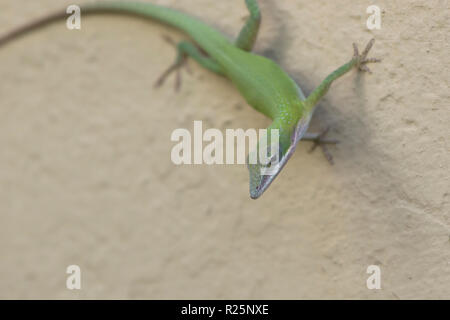 Anole vert cubain qui se repose à l'ombre sur le mur de l'immeuble par une belle journée ensoleillée Banque D'Images