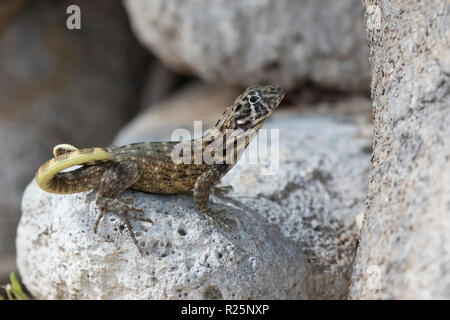 Le lézard curly nord qui se trouve entre les pierres et se tourne vers l'avenir par une belle journée ensoleillée Banque D'Images