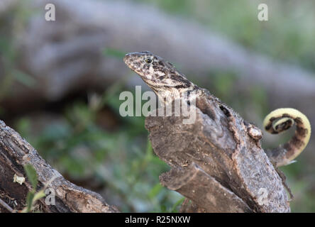 Le lézard curly nord qui est assis sur un tronc d'arbre sec à l'ombre par une belle journée ensoleillée Banque D'Images