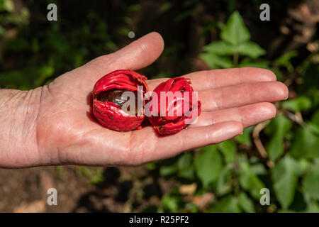 Myristica fragrans, Mace et la muscade à Periyar, Kerala, Inde Banque D'Images