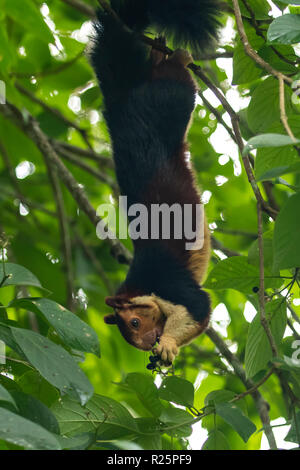 Malabar Écureuil géant, Ratufa indica à Periyar, Kerala, Inde Banque D'Images