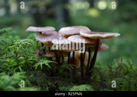 Un petit groupe de champignons Hypholoma capnoides plaque gris, faux miel champignon sur une souche envahi de mousse verte dans la forêt d'automne. Banque D'Images