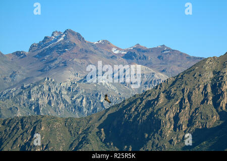 Condor survolant le Canyon de Colca, l'Highland dans la région du Pérou Arequipa Banque D'Images