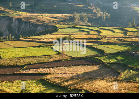 Belle des champs agricoles dans la lumière du soleil du matin, le Canyon de Colca ou Valle del Colca Arequipa Region du Pérou Banque D'Images