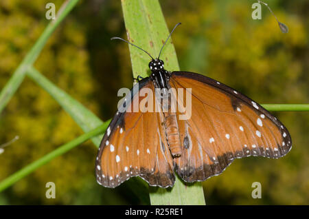 Reine, Danaus gilippus, homme Banque D'Images