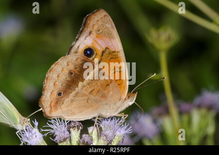 Junonia evarete Buckeye, tropical, sur mist fleur, Conoclinium sp. Banque D'Images