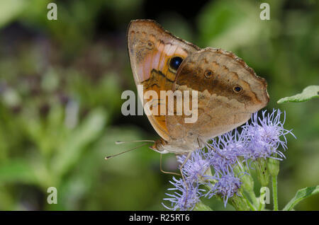 Junonia evarete Buckeye, tropical, sur mist fleur, Conoclinium sp. Banque D'Images