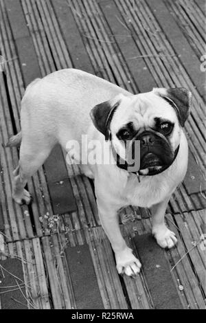 Un homme âgé d'un an le Pug dog. Banque D'Images