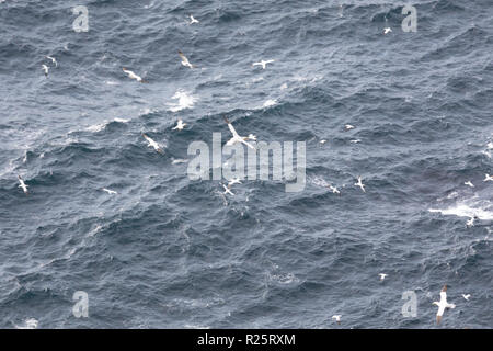 Le Fou de Bassan à Hermaness, Unst Banque D'Images