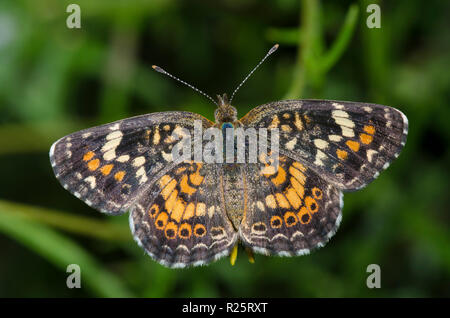 Phyciodes Phaon Crescent, phaon Banque D'Images