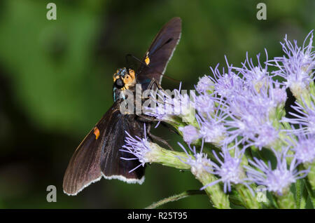 Skipper de goyave, Phocides lilea, sur fleur de brume, Conoclinium sp. Banque D'Images