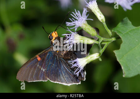 Skipper de goyave, Phocides lilea, sur fleur de brume, Conoclinium sp. Banque D'Images