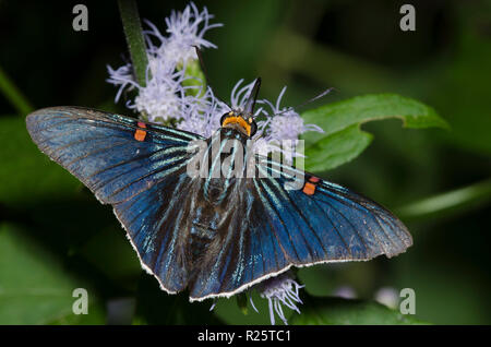 Skipper de goyave, Phocides lilea, sur fleur de brume, Conoclinium sp. Banque D'Images