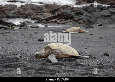 Hawaii, Punaluu - Tortues de mer vertes au soleil sur le sable à Punaluu Black Sand Beach. Banque D'Images