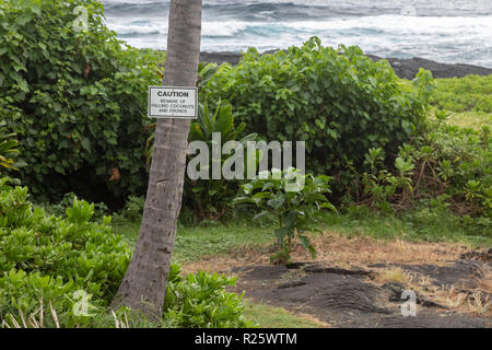 Hawaii - UN Punaluu, inscrivez-vous avertit de noix à Punaluu Black Sand Beach. Banque D'Images
