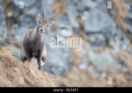 Bouquetin des Alpes (Capra ibex) se dresse sur la crête de la montagne, de la vallée de Stubai, dans le Tyrol, Autriche Banque D'Images