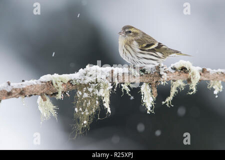 Tarin des pins (Carduelis spinus eurasienne) femmes assis sur branche en hiver, vallée de Stubai, dans le Tyrol, Autriche Banque D'Images