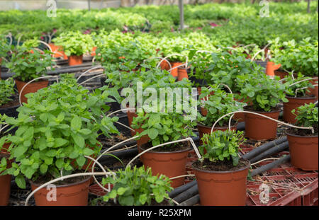 Rangées de pots avec menthe et herbes croissant melissa en serre Banque D'Images