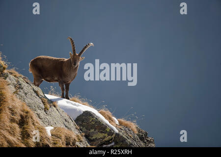 Bouquetin des Alpes (Capra ibex) se dresse sur la crête de la montagne, de la vallée de Stubai, dans le Tyrol, Autriche Banque D'Images