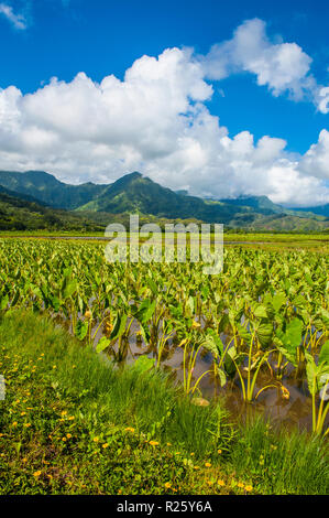 Hanalei Taro champs près de l'île de Kauai, Hawaii, USA Banque D'Images