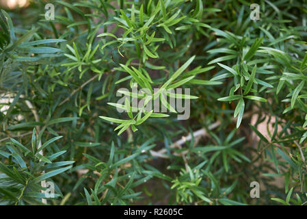 Asparagus falcatus close up Banque D'Images