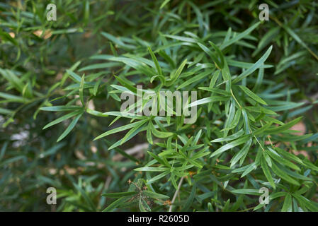 Asparagus falcatus close up Banque D'Images