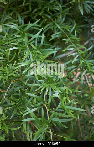 Asparagus falcatus close up Banque D'Images