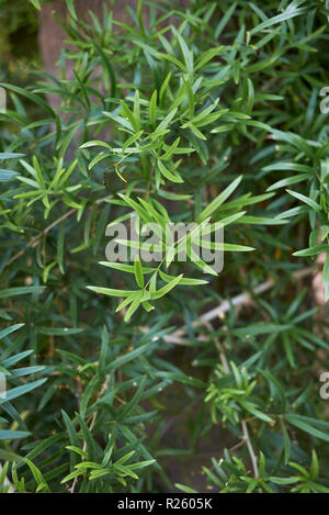 Asparagus falcatus close up Banque D'Images