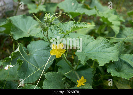 Cucumis sativus close up Banque D'Images