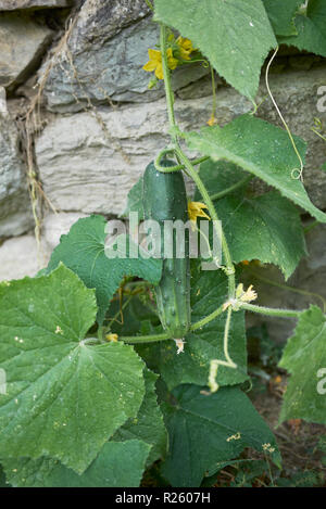 Cucumis sativus close up Banque D'Images