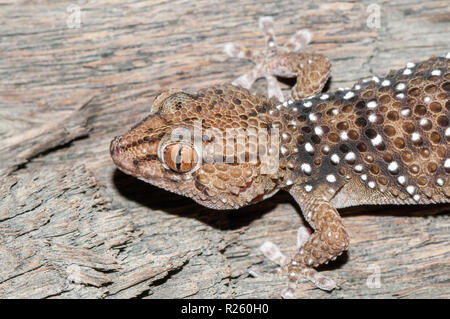 Turner's d'épaisseur-toed gecko, Chondrodactylus turneri, sur un tronc d'arbre, la Namibie Banque D'Images