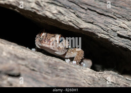 Turner's d'épaisseur-toed gecko, Chondrodactylus turneri, caché dans un tronc d'arbre, la Namibie Banque D'Images