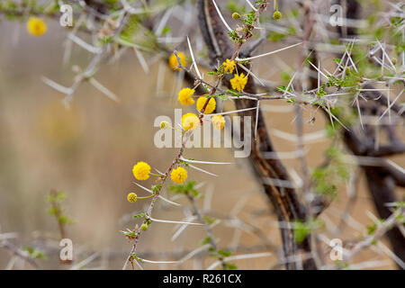 Nebrownii en fleurs, Acacia Thorn Acacia Eau Eau de Fleurs dans le parc national d'Etosha, Namibie, Afrique Banque D'Images