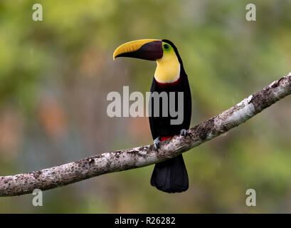 Toucan au Costa Rica Banque D'Images