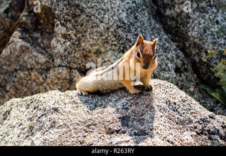 Il s'agit d'une photo d'un tamia, sur les rochers, dans la nature Banque D'Images